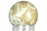 Polished Agatized Fossil Coral Sphere - Indonesia #311545-1